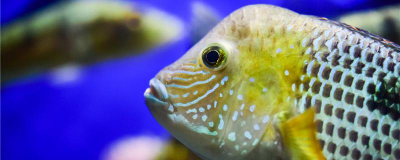 どのように魚を養う水は濁っていない、水が濁っているのはどのよう