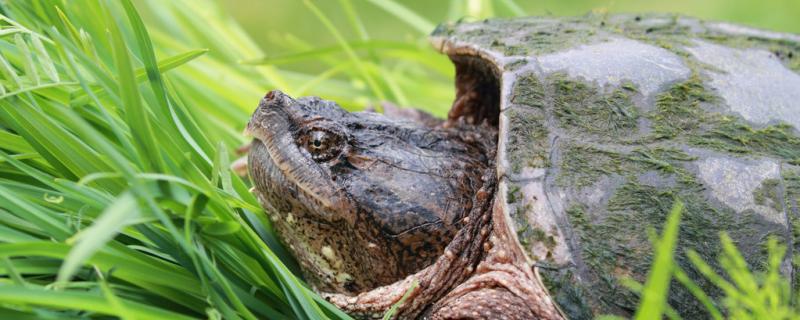 亀の子はマントーを食べるのか、亀の子は何を食べるのか