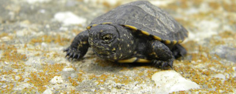 Does the little turtle eat vegetable leaves? How to feed it?