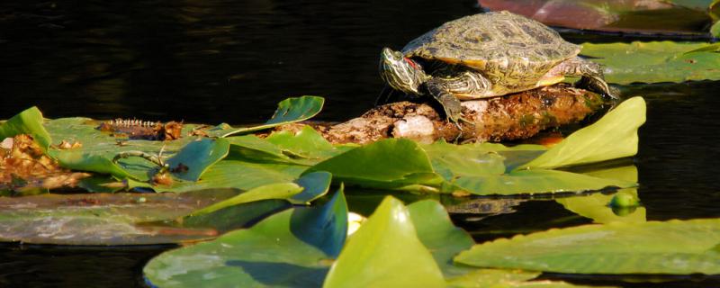 How does small tortoise not open an eye to return a responsibility? How is white eye disease treated?