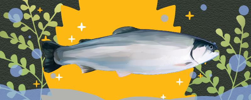 三文鱼是金枪鱼吗，和金枪鱼有什么区别