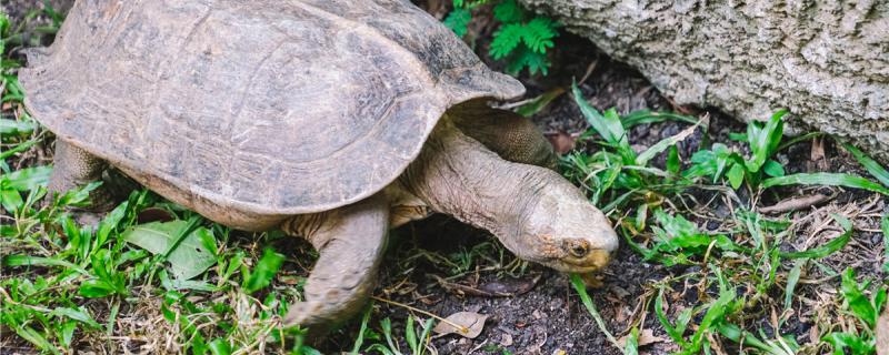How do tortoises hibernate? Can domestic tortoises hibernate?