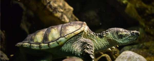 乌龟可以一直放在水里面养吗，乌龟对水有什么要求