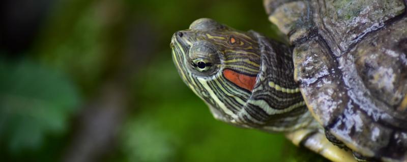 What is the best food for young turtles and how to raise them