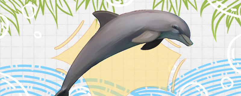 海豚是恒温动物吗，是哺乳动物吗