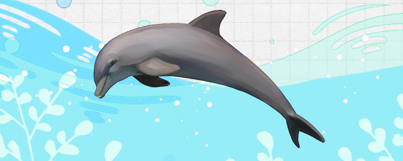 海豚是两栖动物吗，是鲸类动物吗