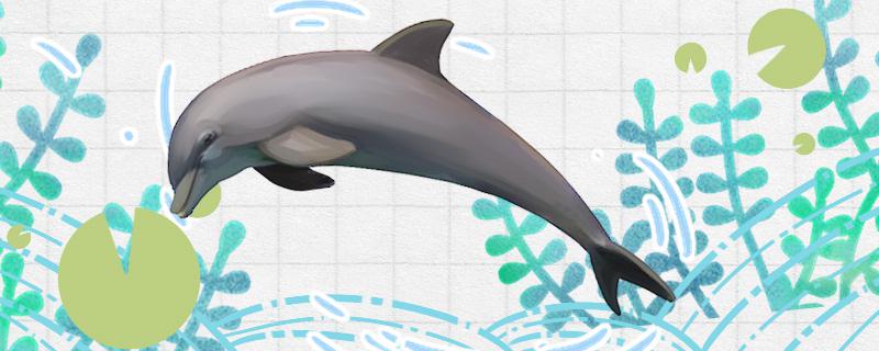 海豚是脊椎动物吗，是不是鲸类