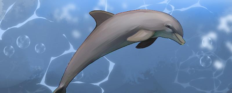 海豚有鳃吗，靠什么呼吸