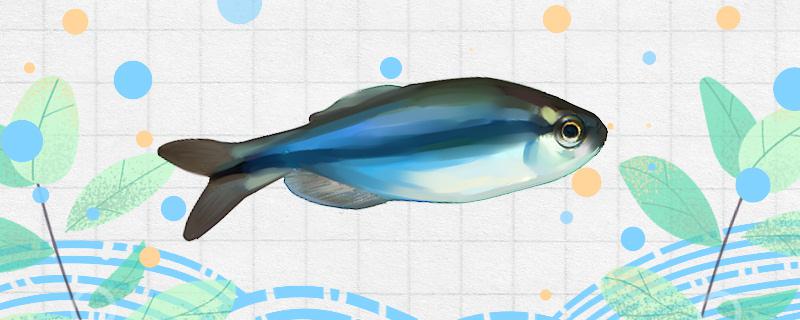 藍帝灯魚は飼いやすいですか、どうやって飼いますか