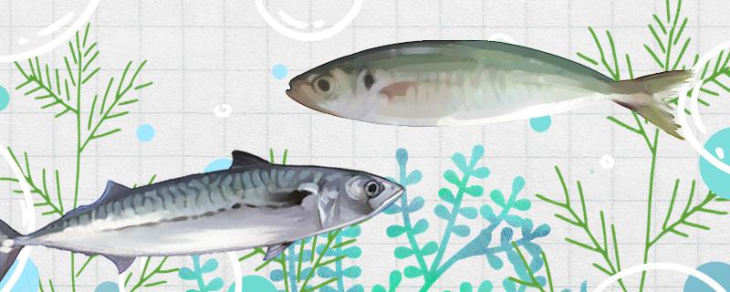 Is Balang fish the same as Spanish mackerel? What's the difference?