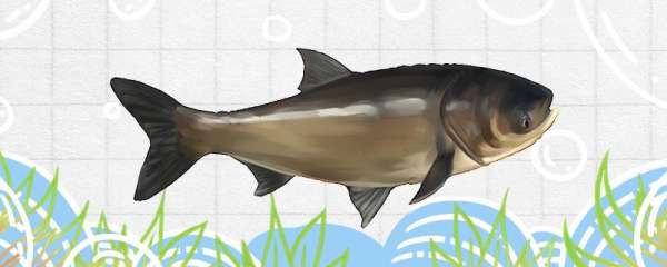 花鲢是胖头鱼吗，和胖头鱼有什么区别