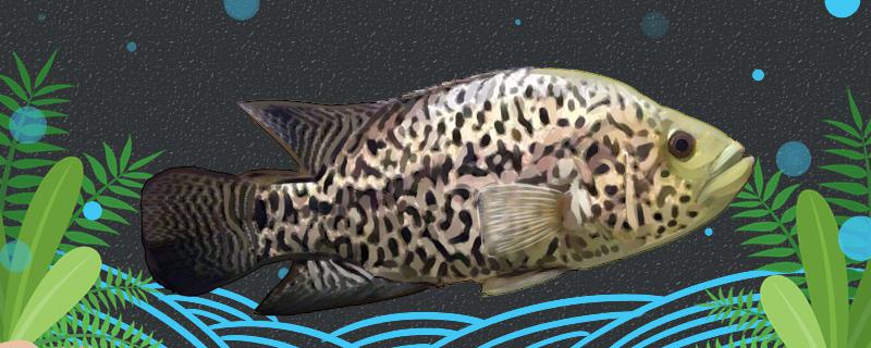 Is piebald fish tilapia? What's the difference with tilapia?