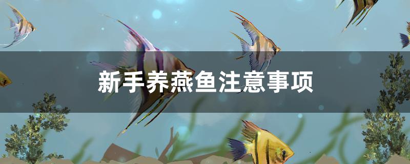 新手养燕子鱼注意事项