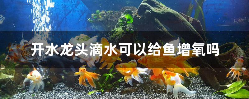 开水龙头滴水可以给鱼增氧吗 猫猫