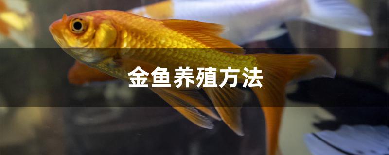 金鱼养殖方法
