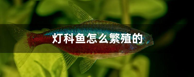 灯科鱼怎么繁殖的