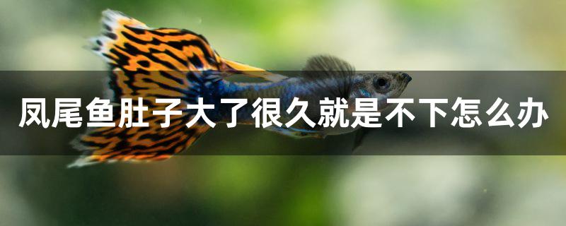 鳳尾魚肚子大了很久就是不下怎么辦