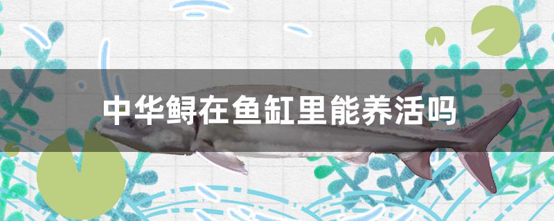 中华鲟在鱼缸里能养活吗 杰西卡恐龙鱼