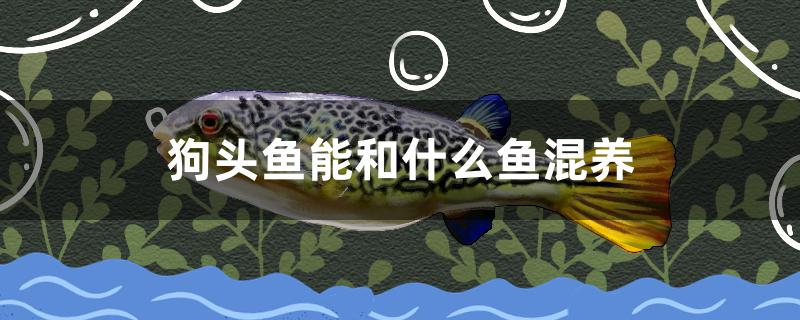 狗头鱼能和什么鱼混养