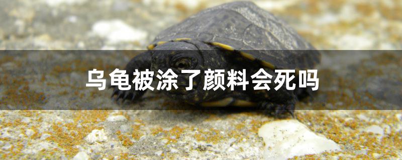 乌龟被涂了颜料会死吗 乌龟