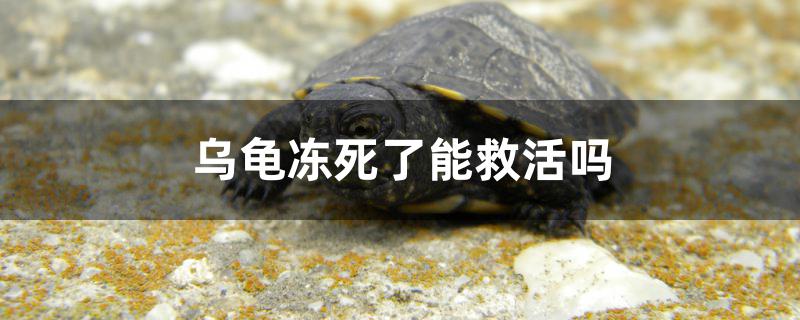 乌龟冻死了能救活吗 观赏鱼鱼苗