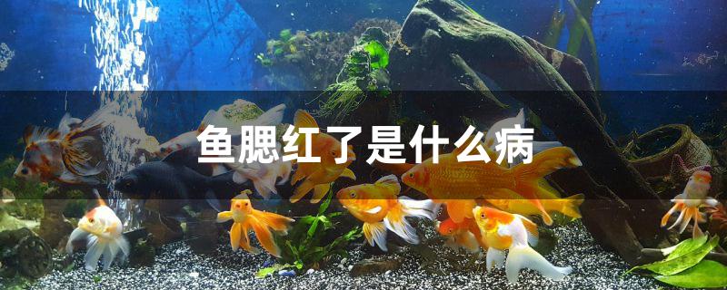 魚腮紅了是什么病