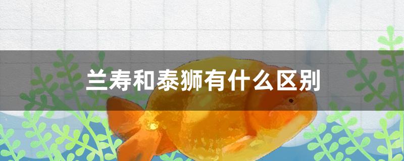 兰寿和泰狮有什么区别