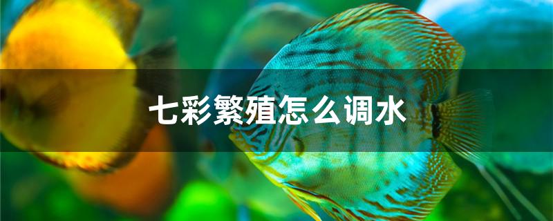 七彩繁殖怎么調(diào)水 斑馬狗頭魚