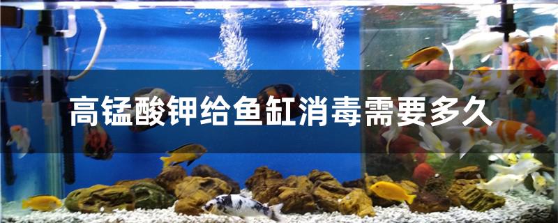 高錳酸鉀給魚(yú)缸消毒需要多久