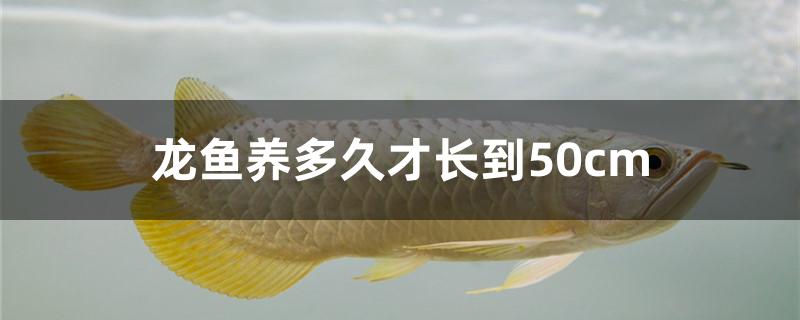 龙鱼养多久才长到50cm 水草