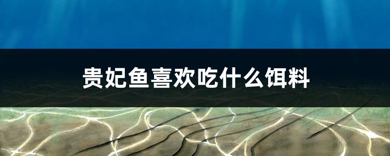 贵妃鱼喜欢吃什么饵料