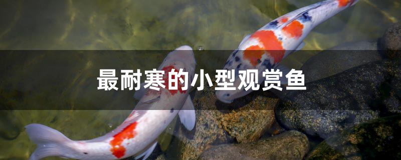 最耐寒的小型觀賞魚