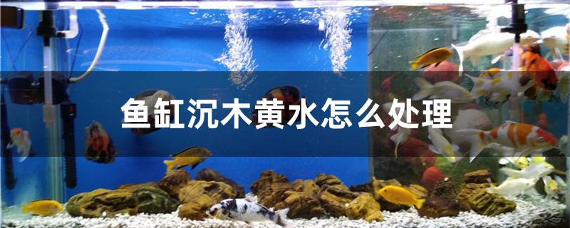 鱼缸沉木黄水怎么处理