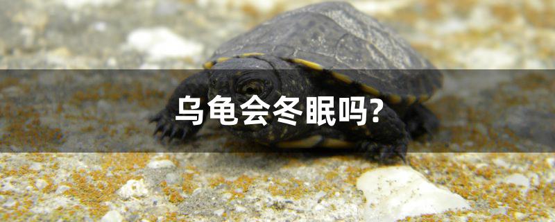 烏龜會冬眠嗎？ 虎魚百科