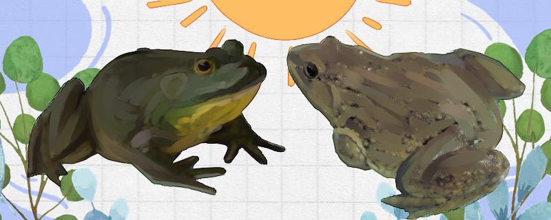 牛蛙と田鶏は同じですか、何か違いがありますか