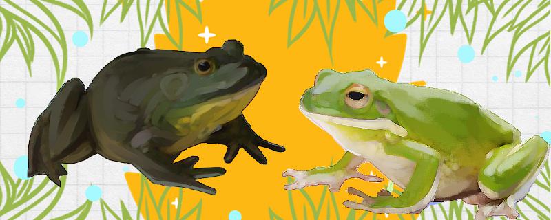 Are bullfrogs the same as frogs? What's the difference?