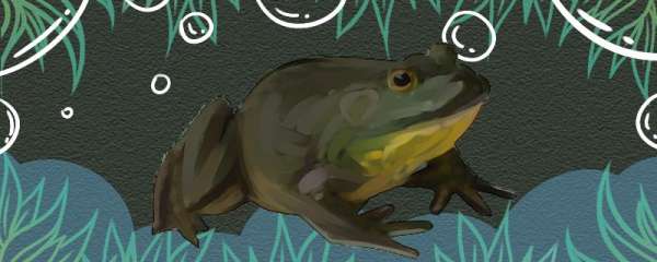 牛蛙会游泳吗，会吃鱼吗