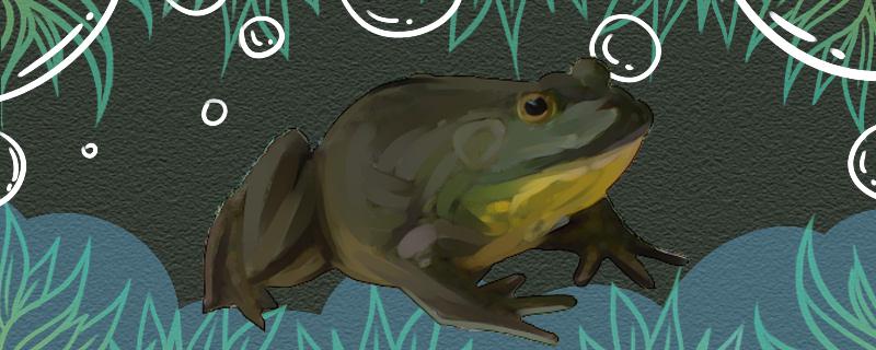 Do bullfrogs hibernate and freeze to death?