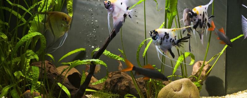 How to deal with the fish bought online and what to do when the new fish enters the tank