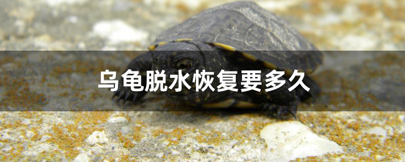 乌龟脱水恢复要多久 鱼缸风水