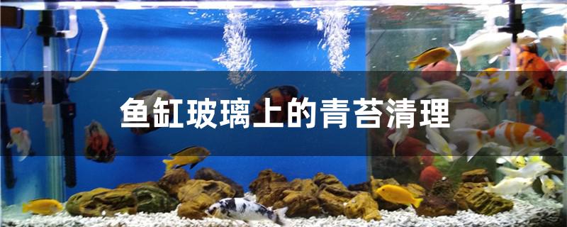 魚缸玻璃上的青苔清理方法