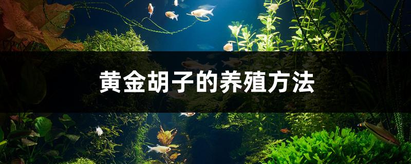 黄金胡子的养殖方法 巴西亚鱼