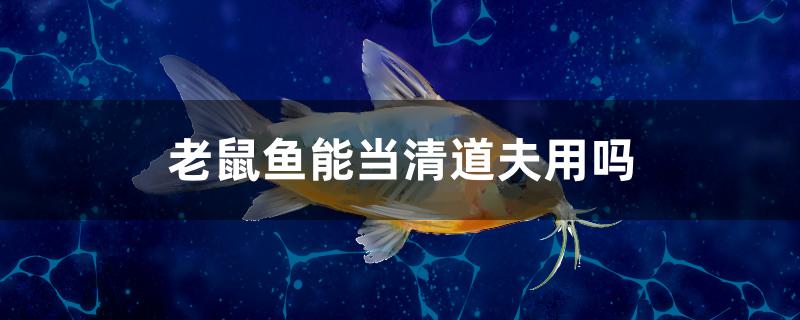 老鼠魚能當清道夫用嗎