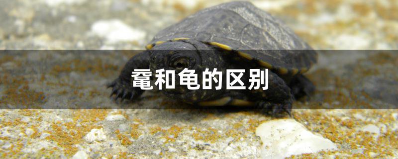 黿和龜?shù)膮^(qū)別 過濾設(shè)備