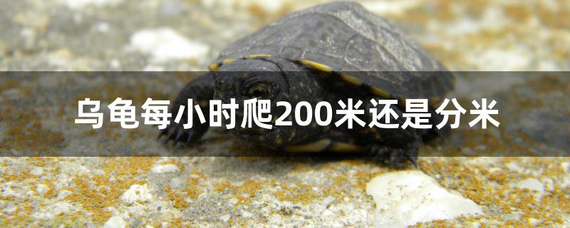 乌龟每小时爬200米还是分米 红眼黄化幽灵火箭鱼|皇家火箭鱼