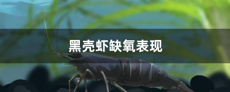 黑殼蝦缺氧表現(xiàn)有哪些