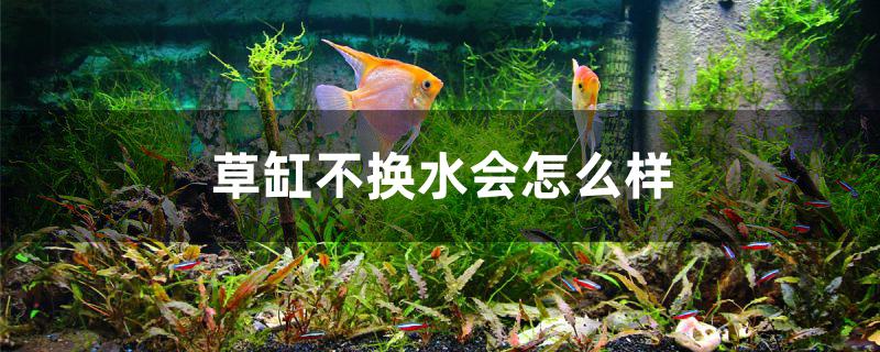 草缸不换水会怎么样