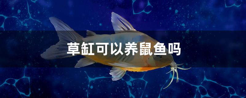 草缸可以養(yǎng)鼠魚嗎