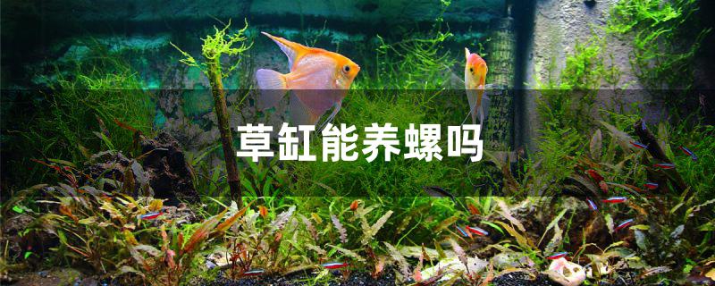 草缸能养螺吗 纯血皇冠黑白魟鱼