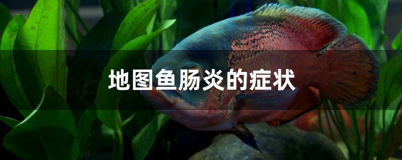 地圖魚腸炎的症狀